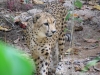 Singapore Zoo -- Cheetah