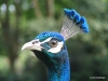 Singapore Zoo -- peacock