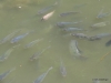 Singapore Zoo -- fish pond
