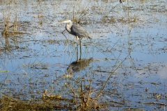 Great Blue Heron, Everglades National Park