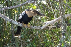 Anhinga, Everglades National Park