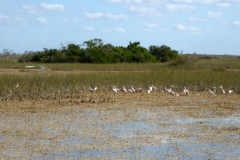 Ibis and Roseate Spoonbill, Everglades National Park