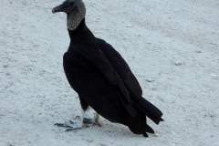 Black Vulture, Everglades National Park