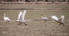 Whooper swans taking flight