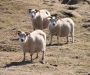Rams, South Iceland