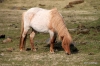 Icelandic horses near Skogar