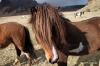 Icelandic horses near Skogar
