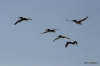 Pelicans gliding over Crystal Cove State Park