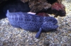 Moraly Eel, Aquarium of the Pacific
