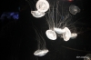 Jellyfish, Aquarium of the Pacific