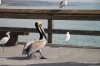 Pelican, Newport Pier