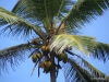 Coconut Palm, Hikkaduwa