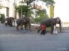 Elephants, Colombo