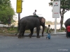 Colombo -- elephant parade