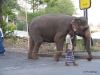 Colombo -- elephant parade