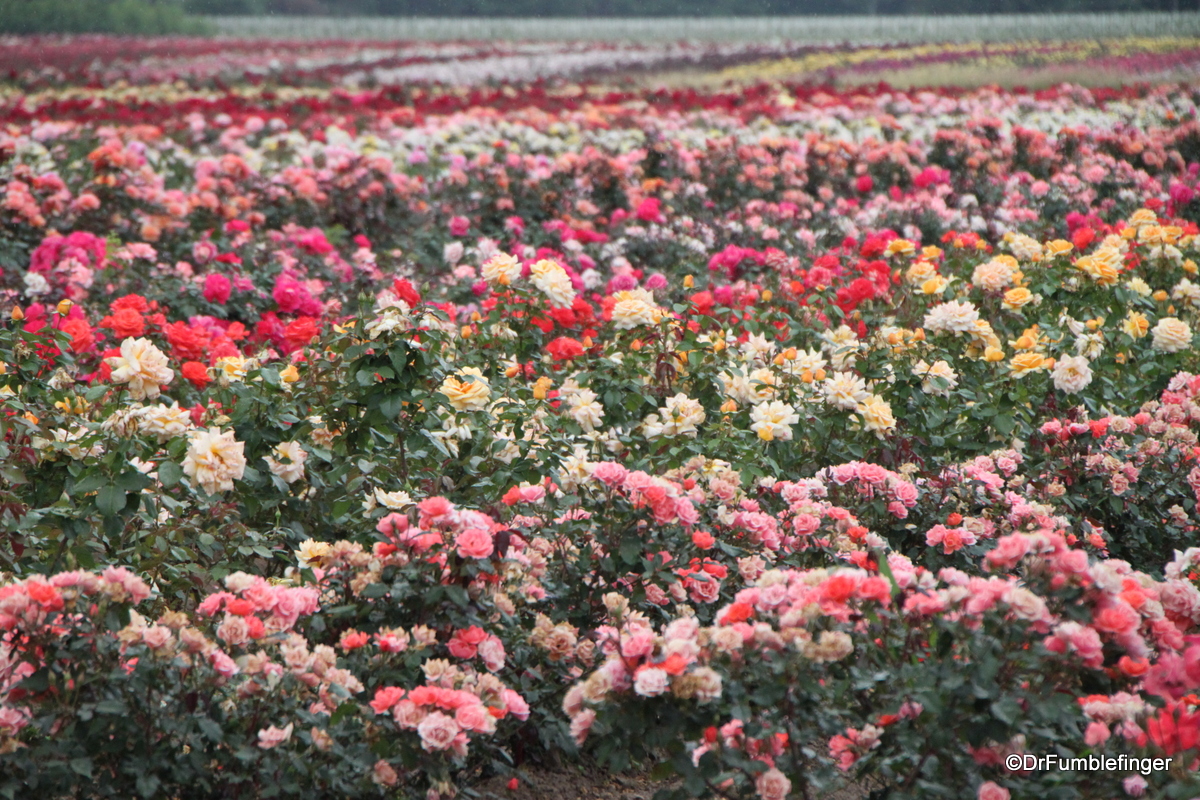 Field of roses, Niagara Peninsula, Ontario
