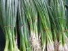 Green Onions, St. Catharines Market