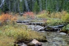Fall colors around Stanley Creek.