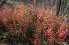 Fireweed's fall colors