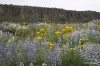 Steamboat Rock -- Wildflowers