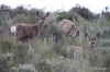 Steamboat Rock -- Mule Deer