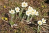 Anenome flowers