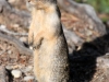 Ground Squirrel, Yoho National Park