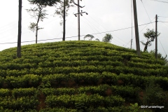 Tea Plantations, Sri Lanka
