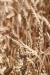 Wheat field, Twin Falls