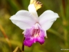 Volcanoes National Park. Orchids grown in abundance adjoining Kilauea Crater