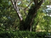 Wahiawa Botanical Garden, Oahu