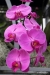 U. S. Botanical Garden -- orchids