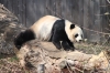 National Zoo -- Panda