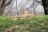 National Zoo -- cheetah