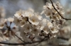 Washington -- Cherry Blossoms
