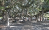 Lahaina -- Banyon tree