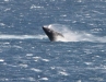 Humpback whale breaching, West Maui