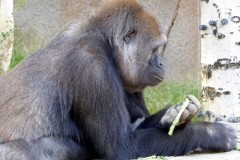 Western Gorillas, San Diego Zoo Safari Park
