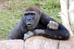 Western Gorillas, San Diego Zoo Safari Park