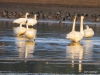 Trumpeter swans, Comox, B.C.