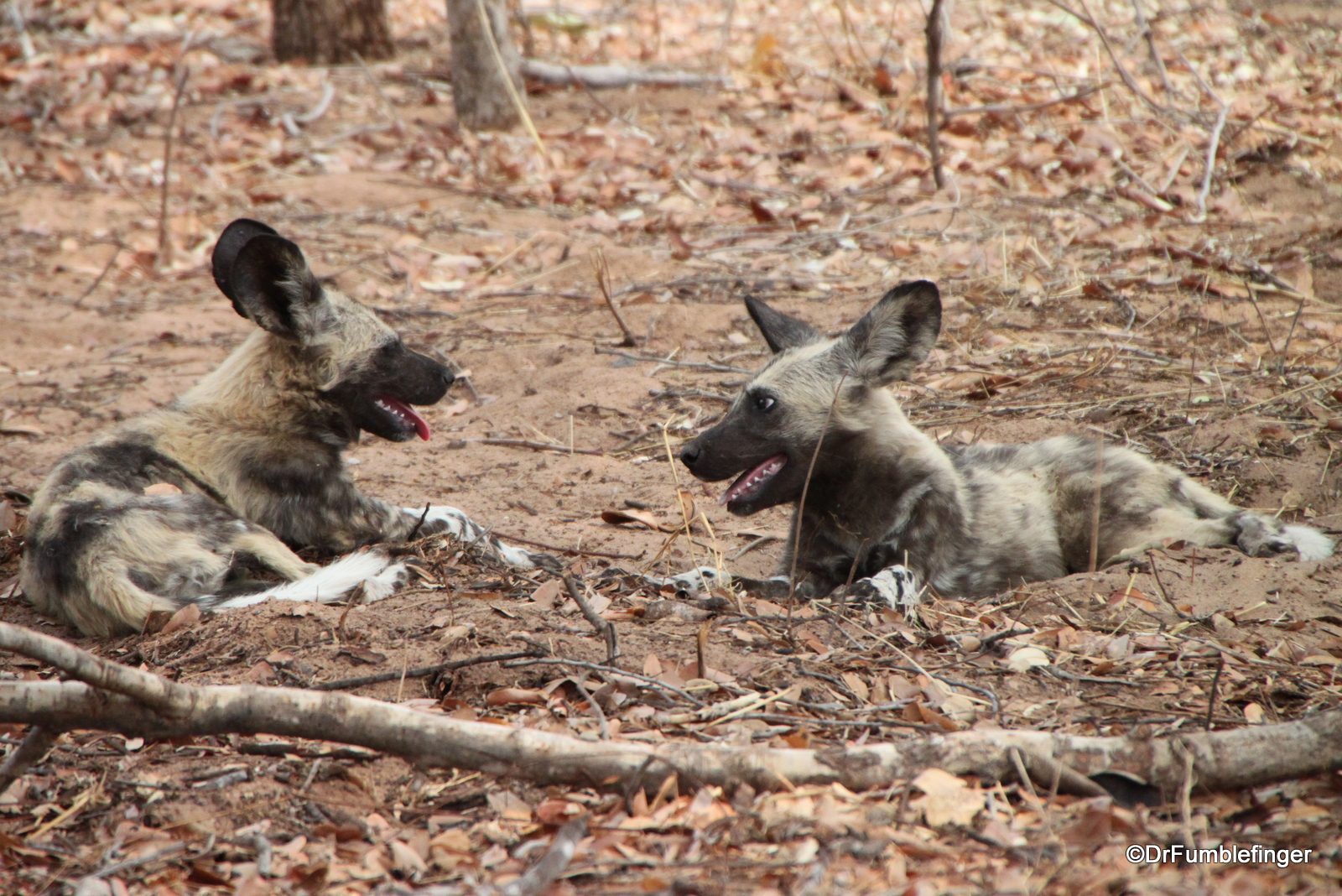 African Wild Dogs, Chobe National Park, Botswana