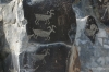 Petrified Forest State Park -- Petroglyphs