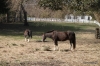 Colonial Williamsburg -- Horses grazing