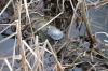 Jamestowne - turtle in swamp