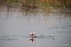Water lilies in the Okavango Delta
