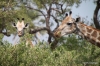 Giraffes, Okavango Delta