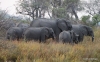Elephants, Okavango Delta