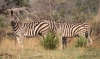 Zebra, Okavango Delta
