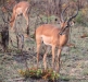Male Impalas, Okavango Delta