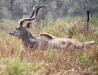 Male Kudo, Okavango Delta
